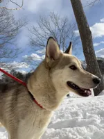 Valencia & Milan , a female Siberian Husky for sale in Kittery, ME – Photo 2 of 5