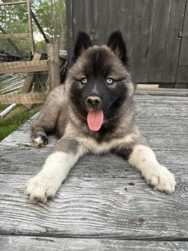 ROANOKE – Siberian Husky puppy for sale in Kittery, ME