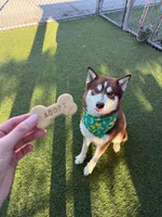 Junior , a male Siberian Husky for sale in Kittery, ME – Photo 2 of 8