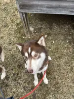 Junior , a male Siberian Husky for sale in Kittery, ME – Photo 5 of 8
