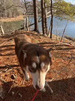 Junior , a male Siberian Husky for sale in Kittery, ME – Photo 6 of 8