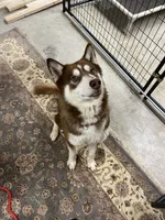 Junior , a male Siberian Husky for sale in Kittery, ME – Photo 4 of 8