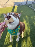 Junior , a male Siberian Husky for sale in Kittery, ME – Photo 1 of 8