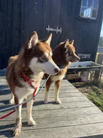 Junior , a male Siberian Husky for sale in Kittery, ME – Photo 3 of 8