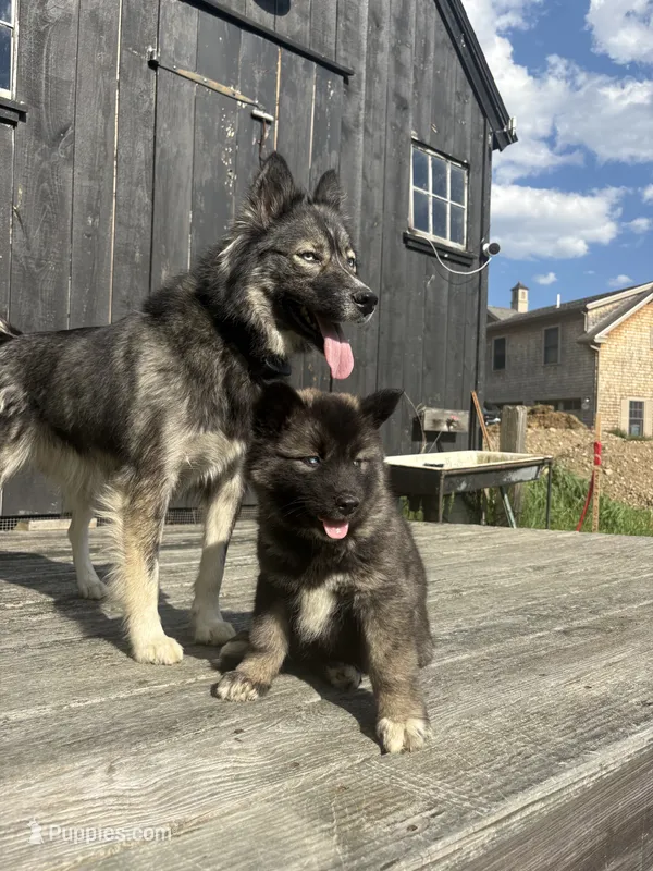 TAIKA  – Siberian Husky puppy for sale in Kittery, ME