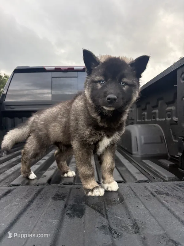 TAIKA  – Siberian Husky puppy for sale in Kittery, ME