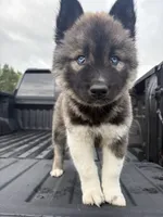 TOLVER, a male Siberian Husky for sale in Kittery, ME – 1 of 10