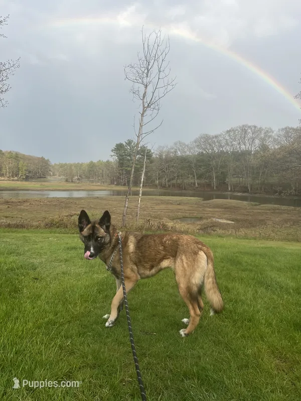 OSA  – Belgian Malinois, Siberian Husky puppy for sale in Kittery, ME
