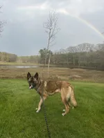 OSA , a female Belgian Malinois and Siberian Husky for sale in Kittery, ME – 1 of 7