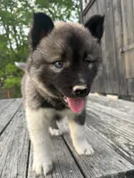 TOLVER, a male Siberian Husky for sale in Kittery, ME – 6 of 10