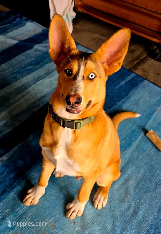 Kobe  – German Shepherd Dog, Siberian Husky puppy for sale in Kittery, ME