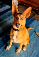 Kobe , a male German Shepherd Dog and Siberian Husky for sale in Kittery, ME – 1 of 4