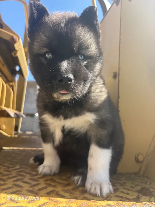ROANOKE – Siberian Husky puppy for sale in Kittery, ME