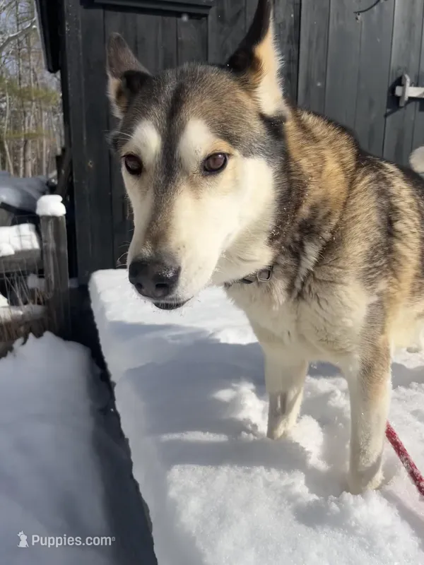 Milan  – Siberian Husky puppy for sale in Kittery, ME