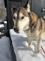 Milan , a female Siberian Husky for sale in Kittery, ME – Photo 1 of 5