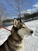 Milan , a female Siberian Husky for sale in Kittery, ME – Photo 3 of 5