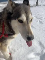 Milan , a female Siberian Husky for sale in Kittery, ME – Photo 2 of 5