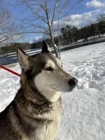 Milan , a female Siberian Husky for sale in Kittery, ME – Photo 4 of 5