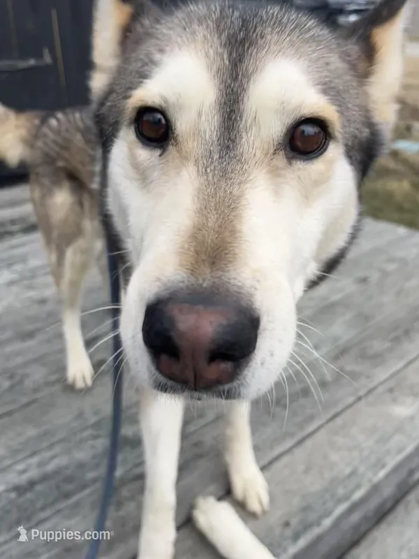 Milan  – Siberian Husky puppy for sale in Kittery, ME