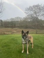 OSA , a female Belgian Malinois and Siberian Husky for sale in Kittery, ME – 3 of 7