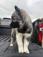 TOLVER, a male Siberian Husky for sale in Kittery, ME – 4 of 10