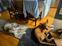 Kobe , a male German Shepherd Dog and Siberian Husky for sale in Kittery, ME – 3 of 4
