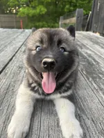 TOLVER, a male Siberian Husky for sale in Kittery, ME – 9 of 10