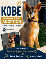 Kobe , a male German Shepherd Dog and Siberian Husky for sale in Kittery, ME – 2 of 4