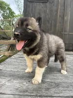 TOLVER, a male Siberian Husky for sale in Kittery, ME – 4 of 10