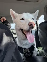 Polar, a male Siberian Husky for sale in Kittery, ME – Photo 2 of 10