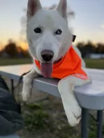 Polar, a male Siberian Husky for sale in Kittery, ME – Photo 4 of 10