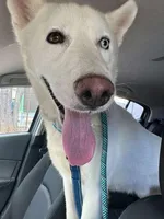 Polar, a male Siberian Husky for sale in Kittery, ME – Photo 7 of 10