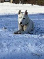 Polar, a male Siberian Husky for sale in Kittery, ME – Photo 10 of 10
