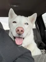 Polar, a male Siberian Husky for sale in Kittery, ME – Photo 3 of 10