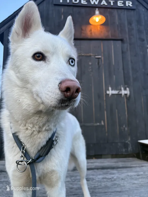 Polar – Siberian Husky puppy for sale in Kittery, ME