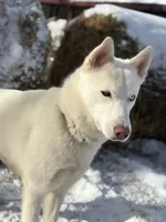 Polar, a male Siberian Husky for sale in Kittery, ME – Photo 8 of 10