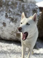 Polar, a male Siberian Husky for sale in Kittery, ME – Photo 9 of 10