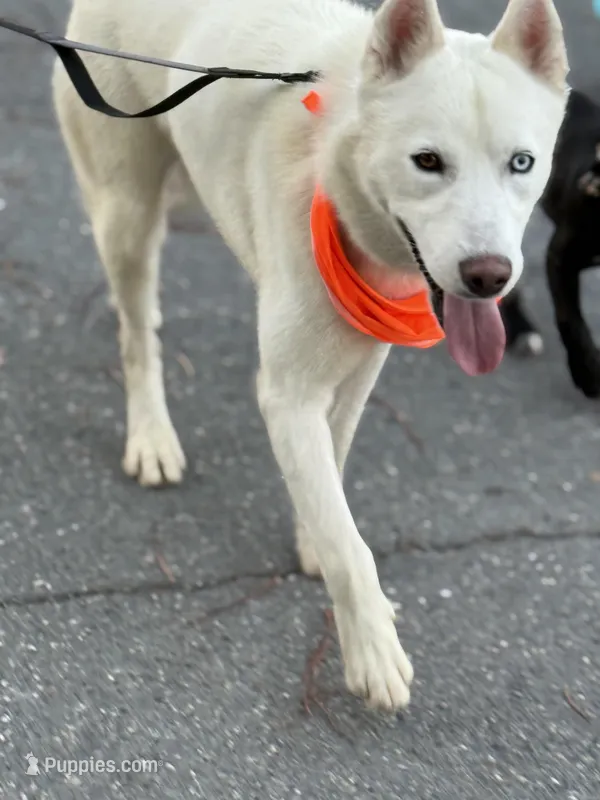 Polar – Siberian Husky puppy for sale in Kittery, ME