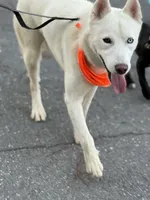 Polar, a male Siberian Husky for sale in Kittery, ME – Photo 1 of 10