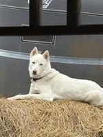 Polar, a male Siberian Husky for sale in Kittery, ME – Photo 5 of 10