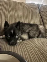 KYLU , a female Siberian Husky for sale in Kittery, ME – 2 of 7