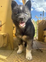 KYLU , a female Siberian Husky for sale in Kittery, ME – 6 of 7