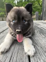 TOLVER, a male Siberian Husky for sale in Kittery, ME – 2 of 10
