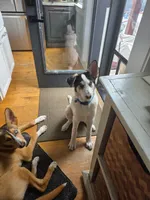 Kale , a male German Shepherd Dog and Siberian Husky for sale in Kittery, ME – 5 of 6