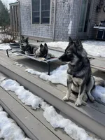 Summit , a male Siberian Husky for sale in Kittery, ME – 2 of 5