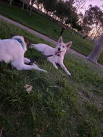 Khalessi, a female German Shepherd Dog and Siberian Husky for sale in Kittery, ME – 2 of 3