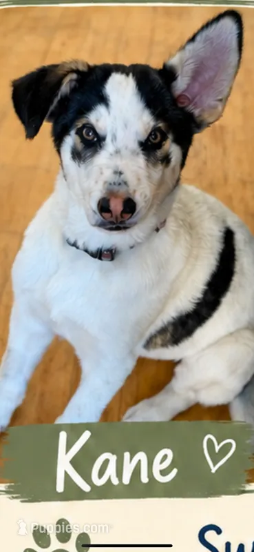 Kale  – German Shepherd Dog, Siberian Husky puppy for sale in Kittery, ME