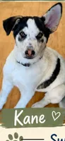 Kale , a male German Shepherd Dog and Siberian Husky for sale in Kittery, ME – 1 of 6