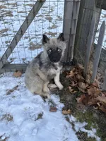 Summit , a male Siberian Husky for sale in Kittery, ME – 5 of 5