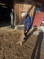 Bear, a male Siberian Husky for sale in Kittery, ME – Photo 7 of 8